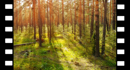 Los rayos del sol se asoman entre los troncos de los pinos jóvenes en un bosque