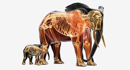 Ilustración; anatomía del elefante africano (Loxodonta africana), bebé y adulto