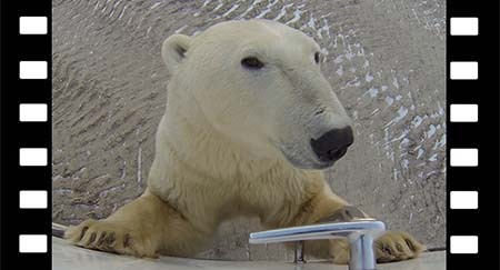 Un enorme oso polar olisquea un vehículo todoterreno Tundra Buggy.