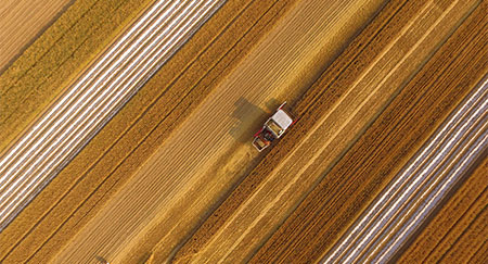 Une moissonneuse récolte le blé dans les champs