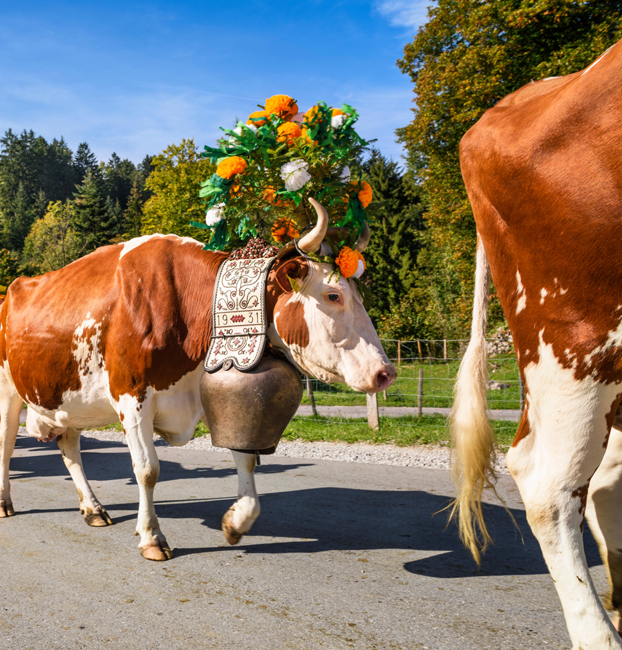 Allevatori con una mandria di mucche durante la transumanza annuale a Charmey Gruyères, Charmey, Friburgo, Svizzera, settembre 2015