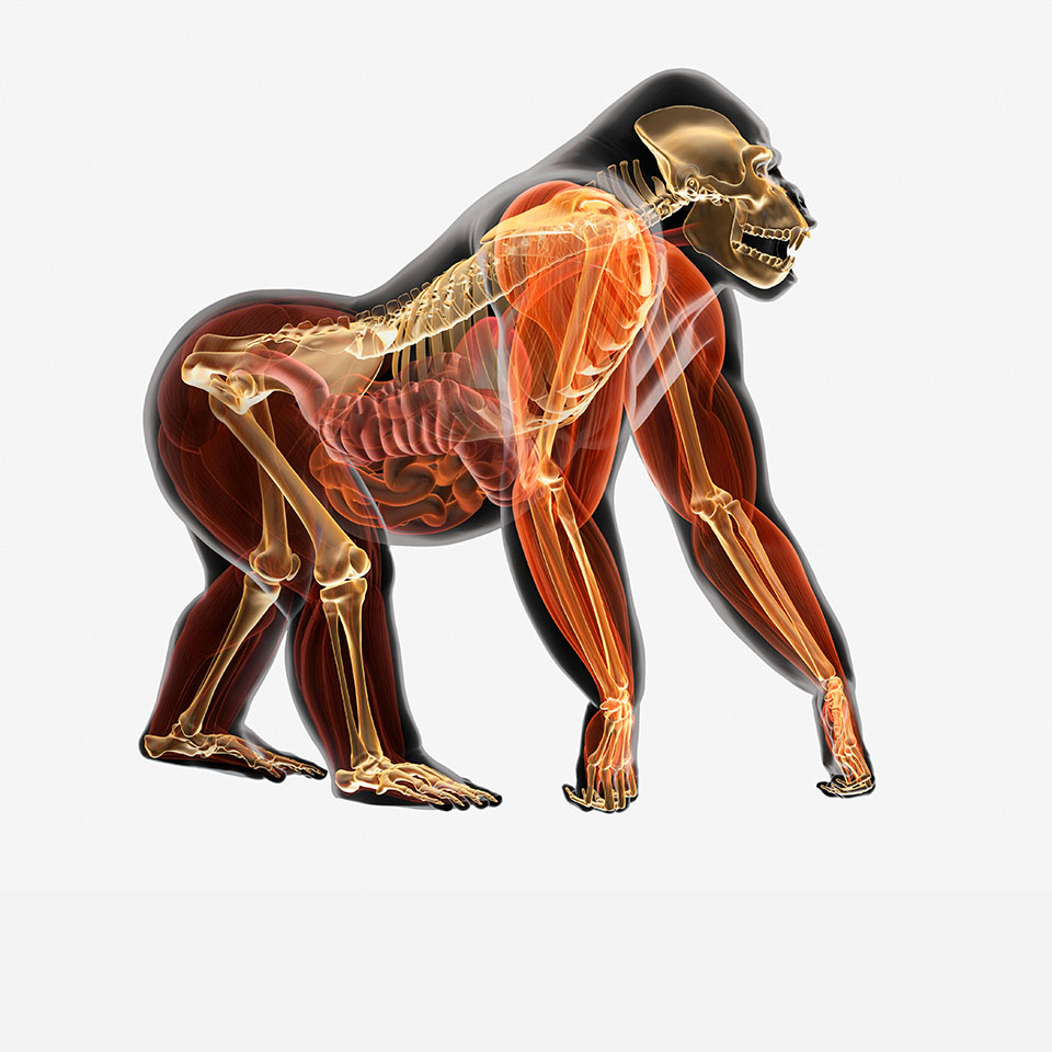 PFPHPB - Illustration, anatomie du gorille (Gorilla gorilla)