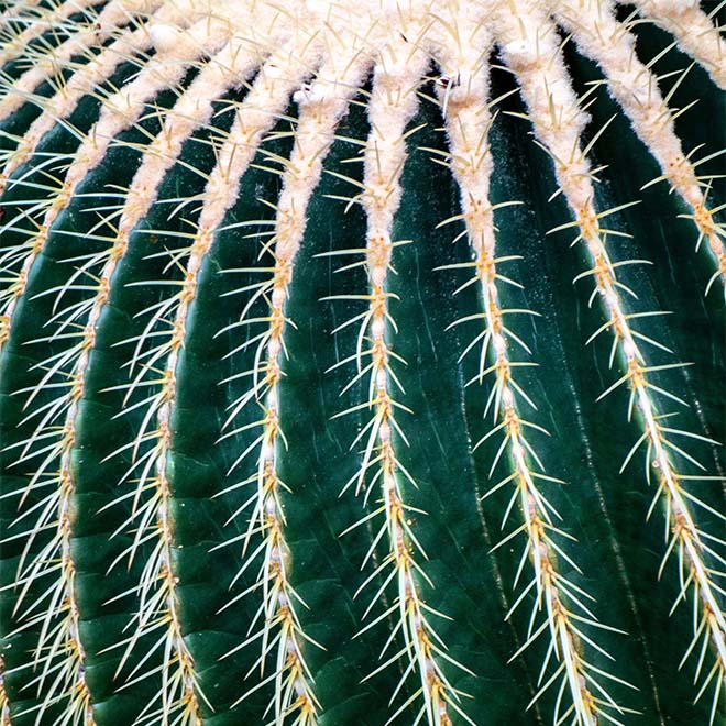 Dettaglio di un cactus barile dorato, Echinocactus grusonii, pianta desertica originaria del Messico.