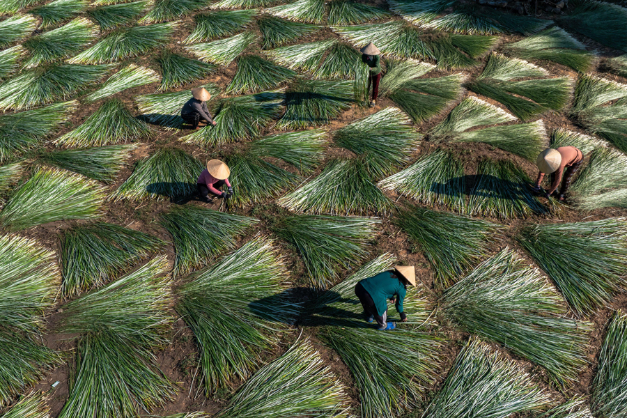 Essiccazione della carice nella zona di coltivazione, materia prima per la tessitura di stuoie, la carice è stata tinta con colori bellissimi, Phu Yen, Vietnam.