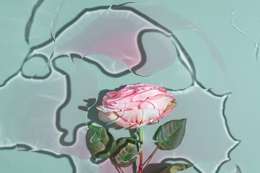 Eine einzelne Rose unter Wasser mit abstrakten Lichtreflexen