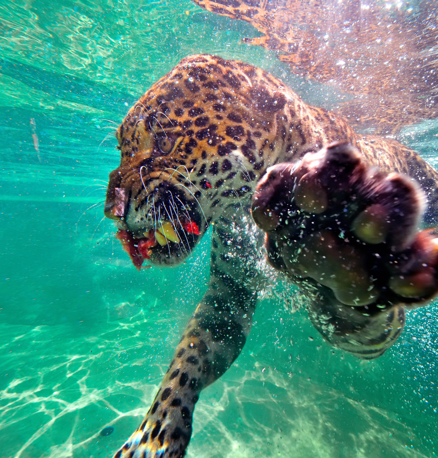 Jaguar (Panthera onca) swimming underwater, Central America