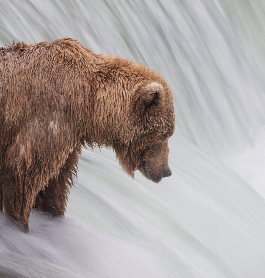 Brown Bear at Brooks Falls Long Exposure