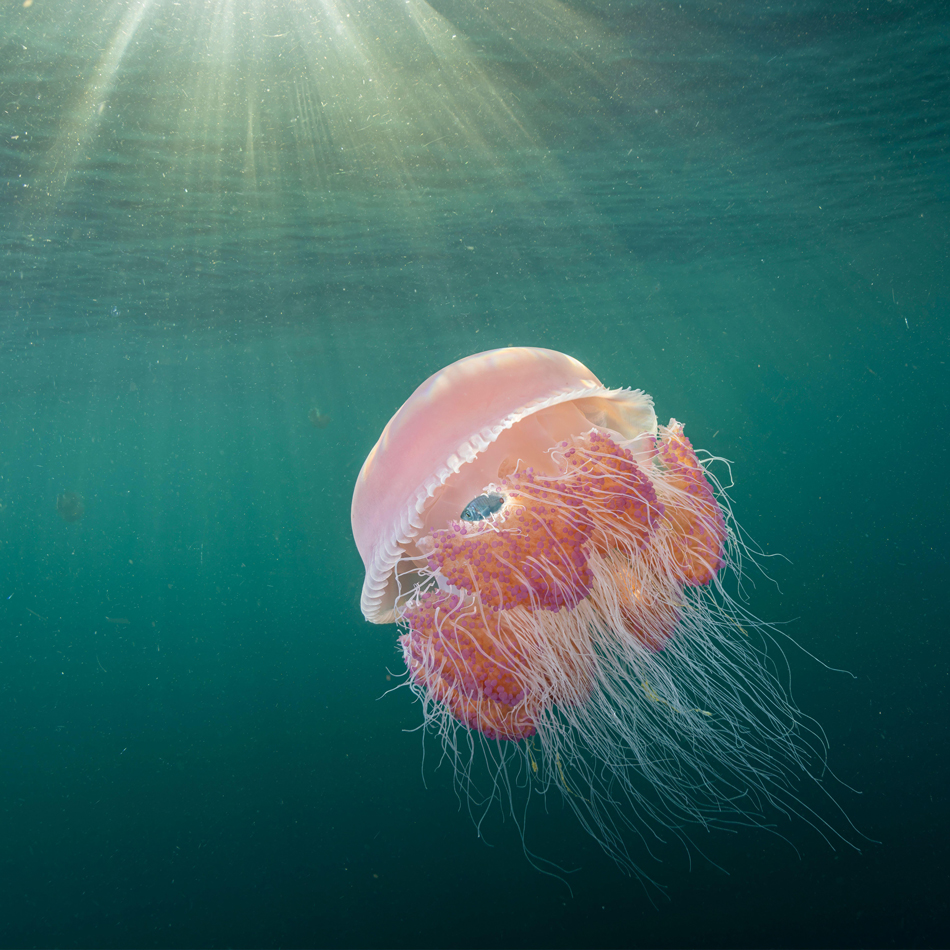 Sea Tomato jellyfish (Crambione mastigophora)
