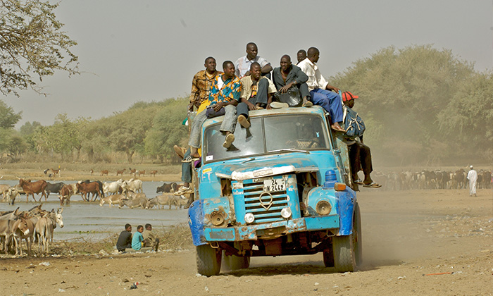Men balance on top of a truck as they ride by flocks.