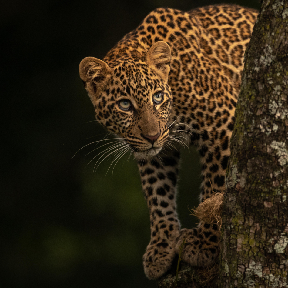Leopard looks up from lichen-covered tree branches 