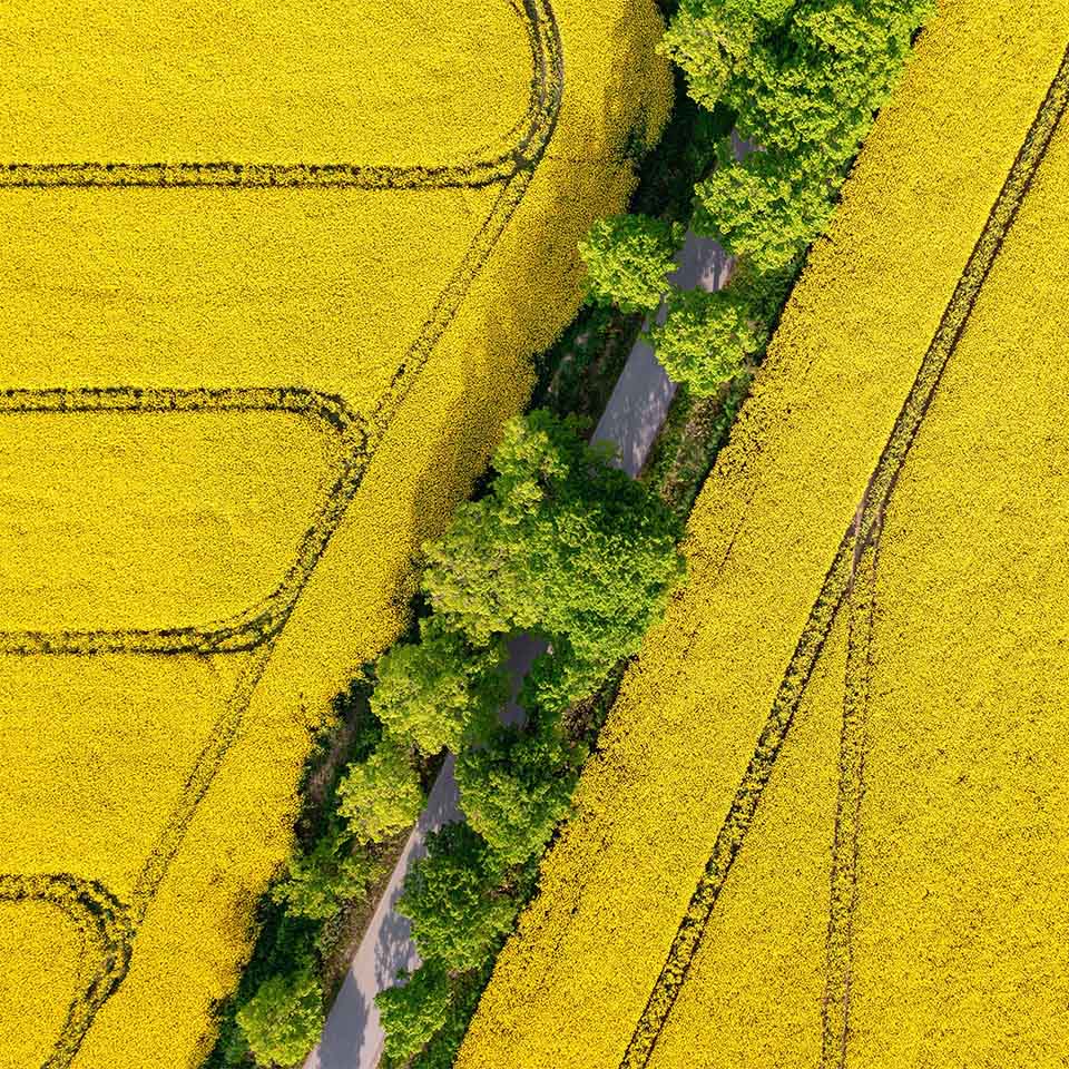 Aerial view of a road through the rapeseed field, nature background with copy space