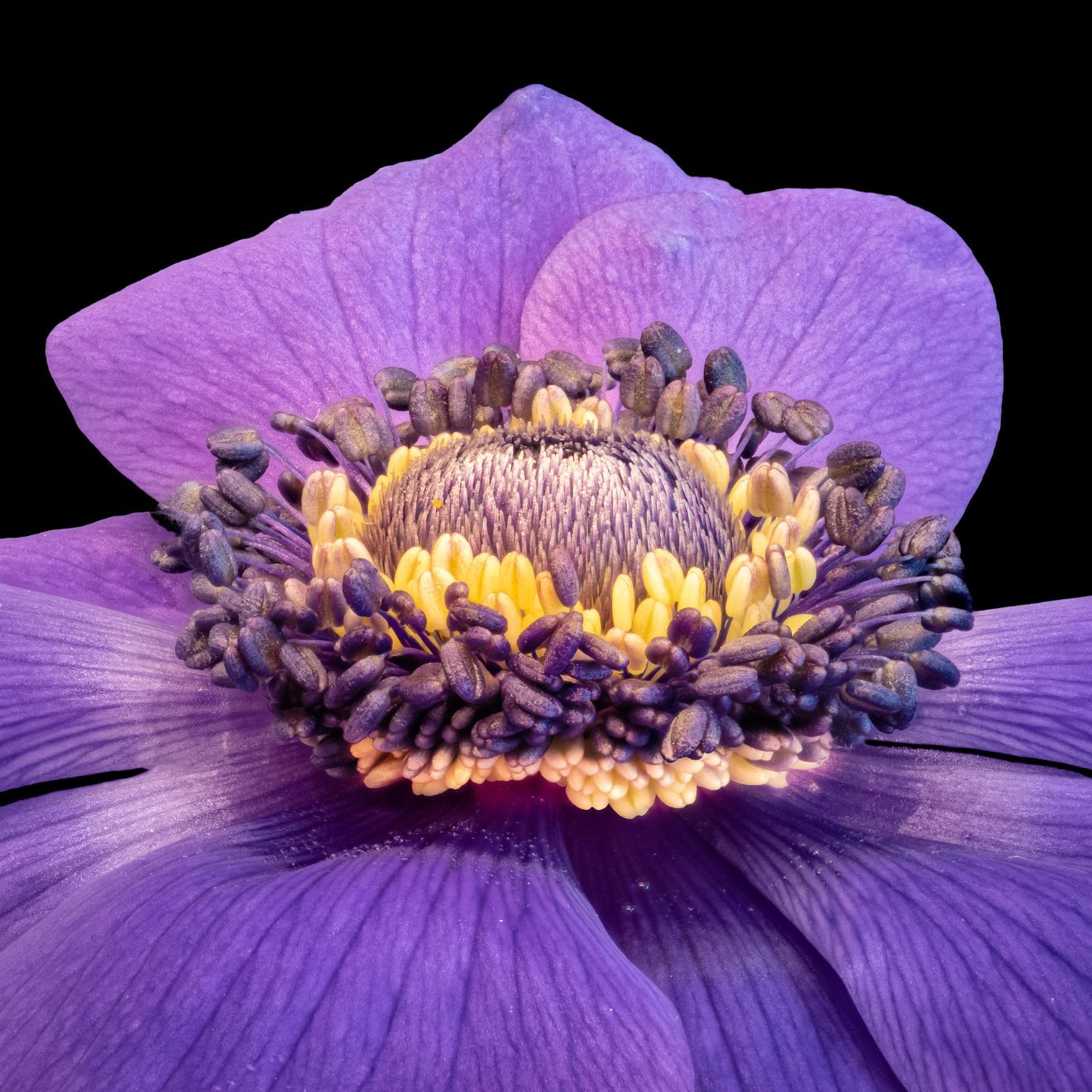 Olaf Holland's stunning imagery allows us to get up close and personal with familiar blooms, and view them in a way we wouldn't normally be able to with the naked eye.