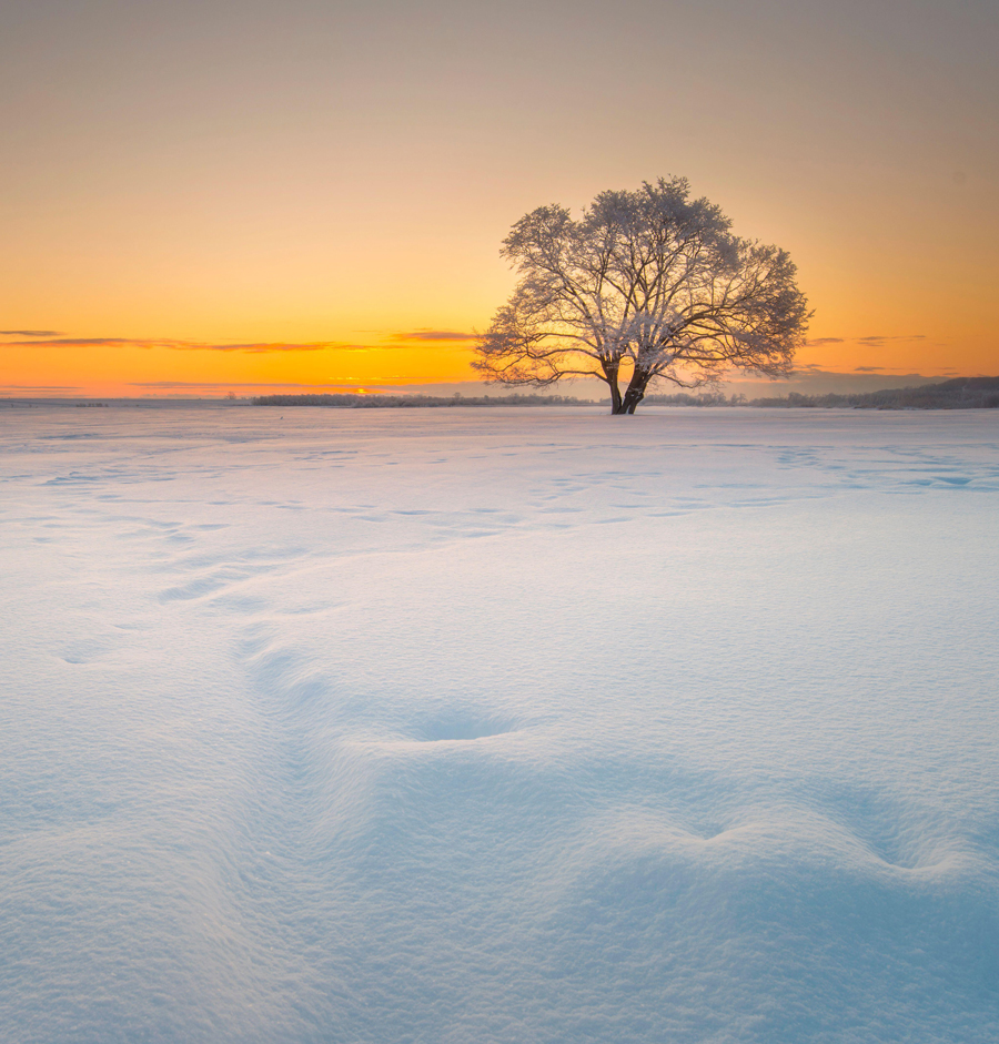 Lone tree in a snowy winter landscape at sunrise, Hokkaido, Japan