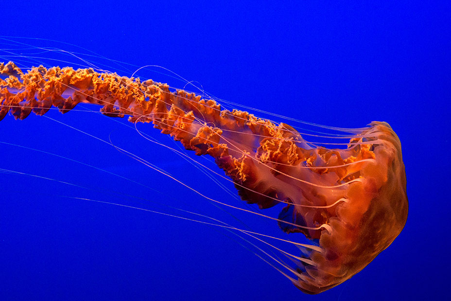 HT7NGE - ELLYFISH Sea nettle jellyfish (Chrysaora fuscescens) slowly drifting and pulsing in Monterey Aquarium California USA