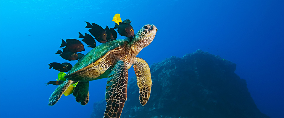 Green Sea Turtle cleaned by Tangs, Chelonia mydas, Big Island, Hawaii, USA