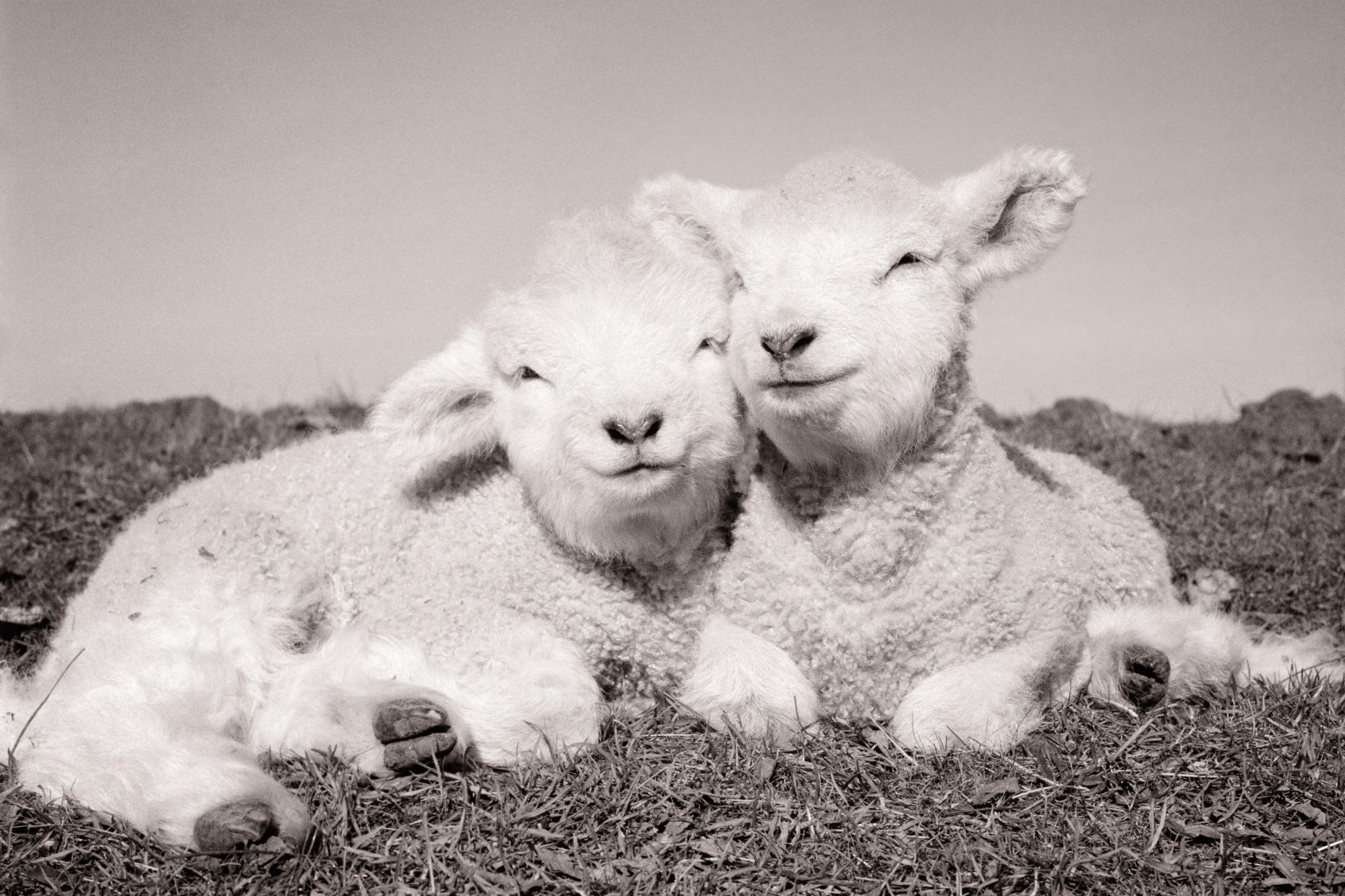 TWO NEW BABY SPRING LAMBS LYING SIDE BY SIDE HEADS TOGETHER LOOKING AT CAMERA