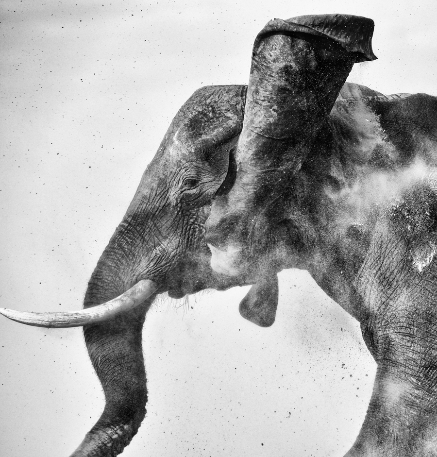 African Elephant taking a dust bath - Chobe Botswana