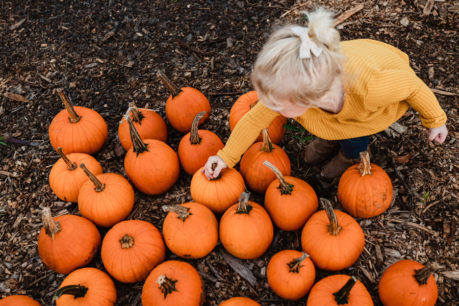 Young child picking small orange pumpkin from pumpkin patch