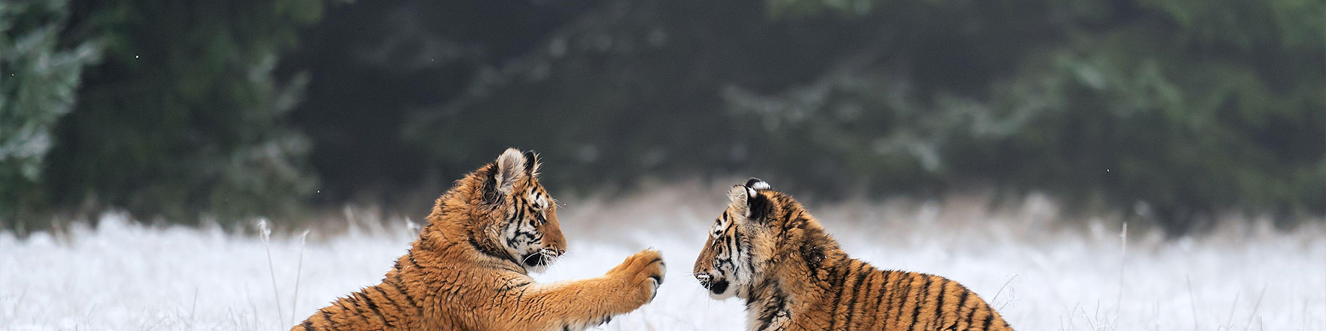 Young tigers playing in the snow. Siberian tiger in the winter in a natural habitat. Panthera tigris altaica.
