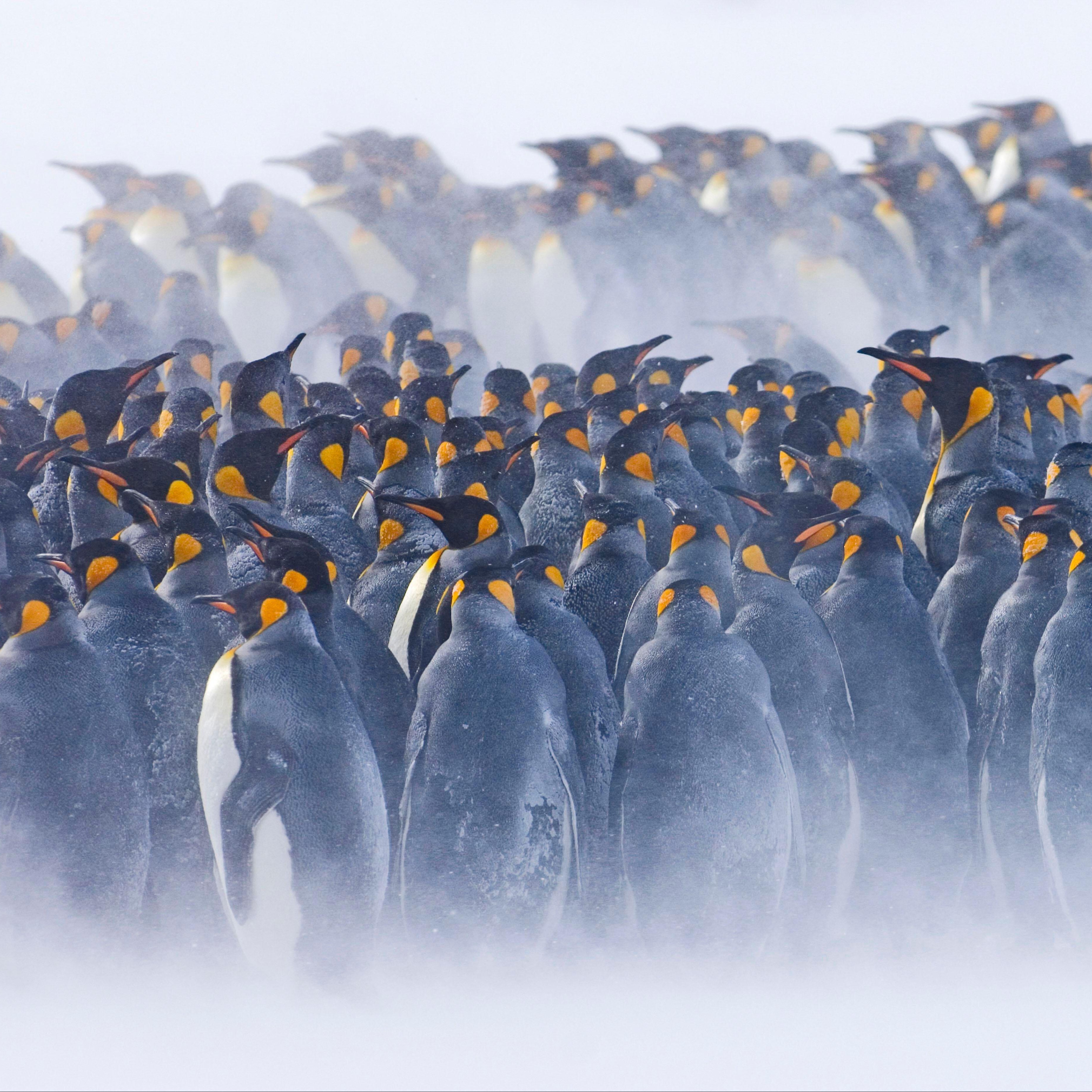 King penguin (Aptenodytes patagonicus) huddled together during a snowstorm, Right Whale Bay, South Georgia