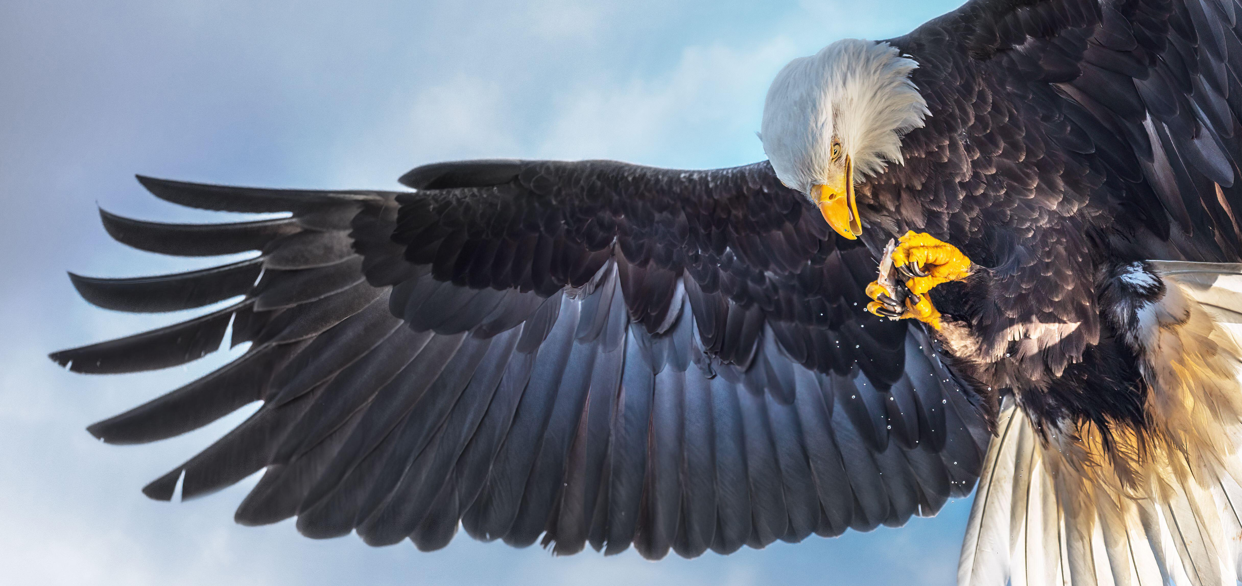 Bald eagle flying above Katchemak Bay in Alaska, eating a fish in midair, wings spread