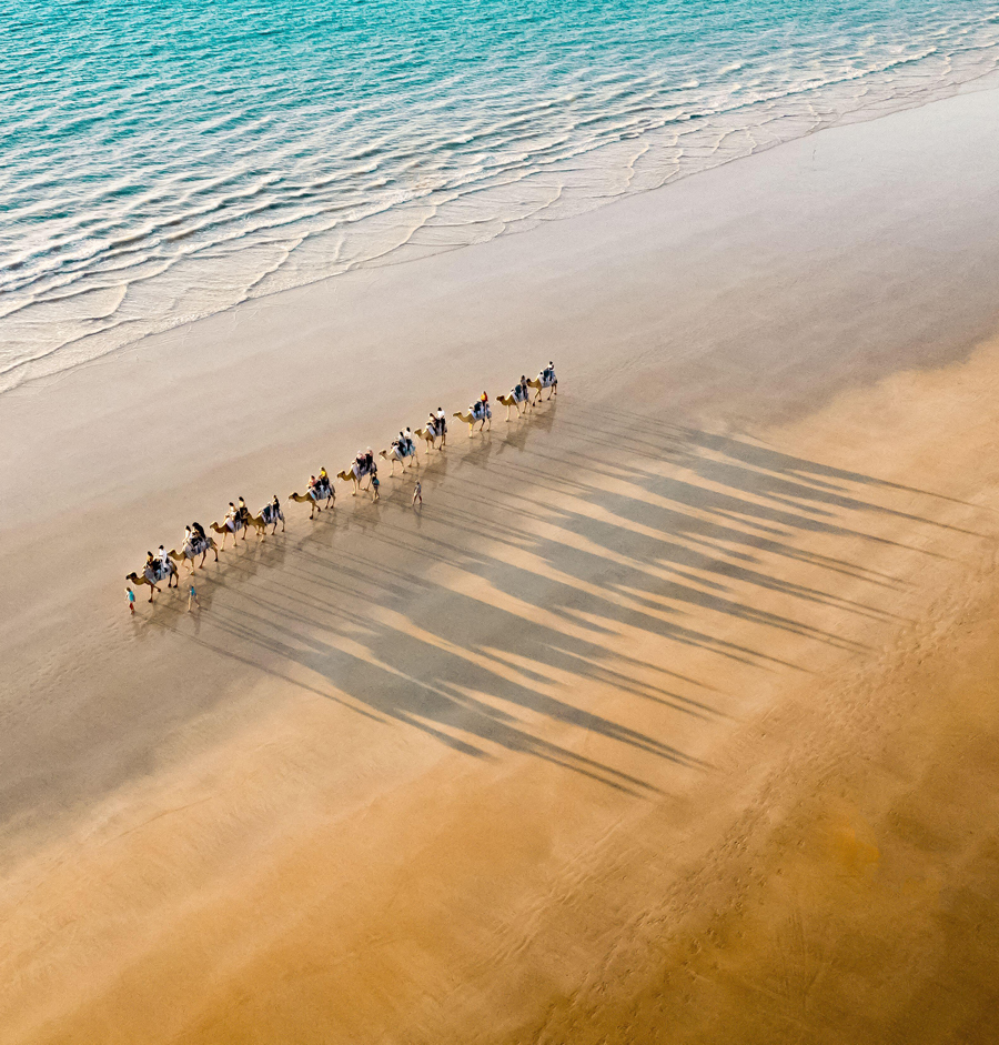Aerial view of camels casting long shadows along the sandy beach, where the turquoise ocean meets the shore, Western Australia