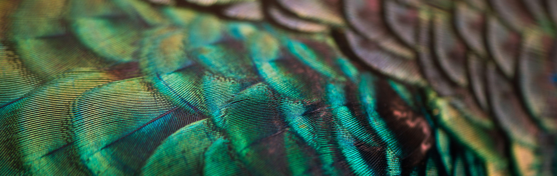 Macro detail of peacock feathers 