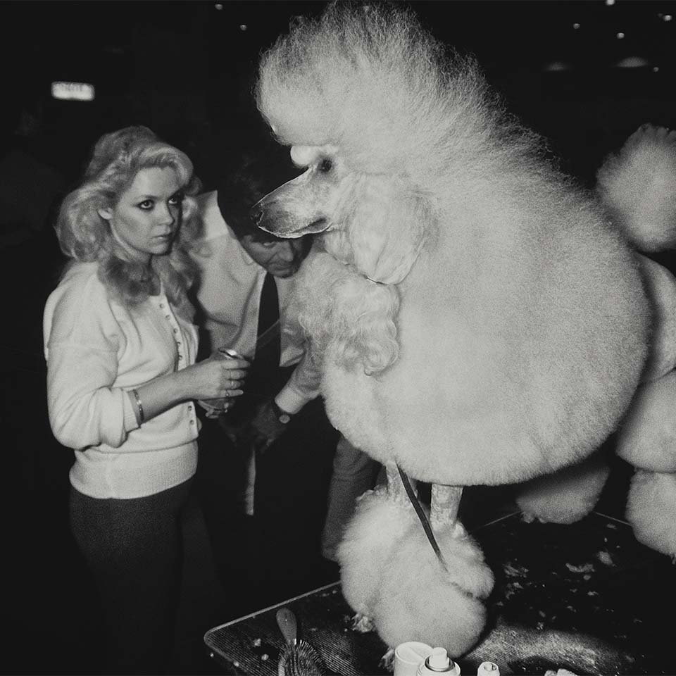 Cane da esposizione Barbone grande mole. Mostra canina Crufts. Earls Court. Londra. 1989 circa.