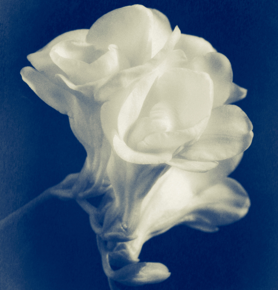 Freesia flowers in vintage cyanotype photo effect