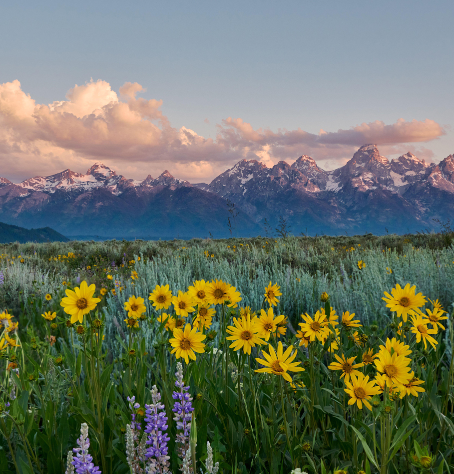 Fleurs printanières de la chaîne de montagnes du Grand Teton, parc national du Grand Teton, Wyoming, États-Unis