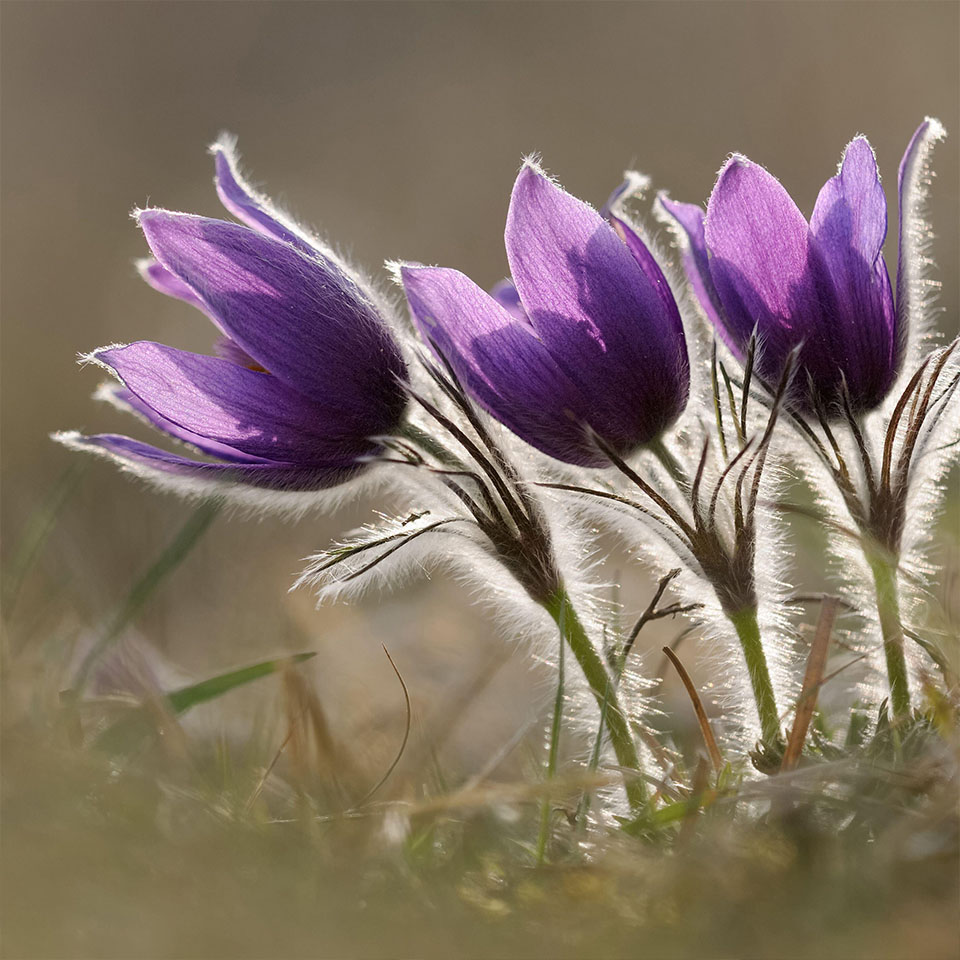 2PMEE8Y - Anémone pulsatille (Pulsatilla vulgaris), en fleur, fleurs printanières éphémères, dans une prairie calcaire faible en nutriments, fleurs sauvages, Europe