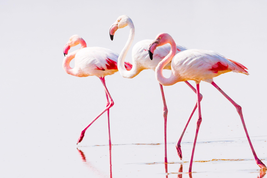 Rosa Flamingos (Phoenicopterus roseus) waten durch das seichte Wasser des Salzsees von Larnaca auf Zypern, deren Silhouetten sich im ruhigen, rosafarbenen Wasser spiegeln