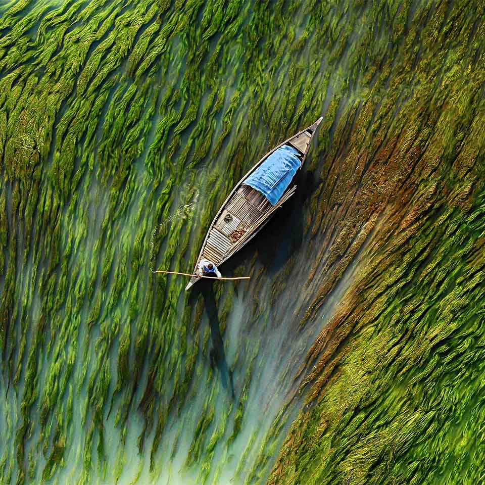 Veduta aerea di una barca che avanza tra le alghe, Bogra, Bangladesh.