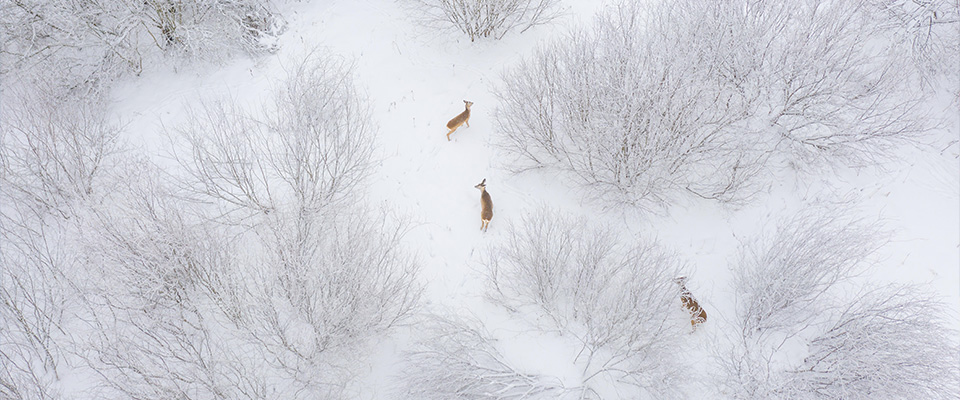 Feeding herd of roe deers in bushes, winter