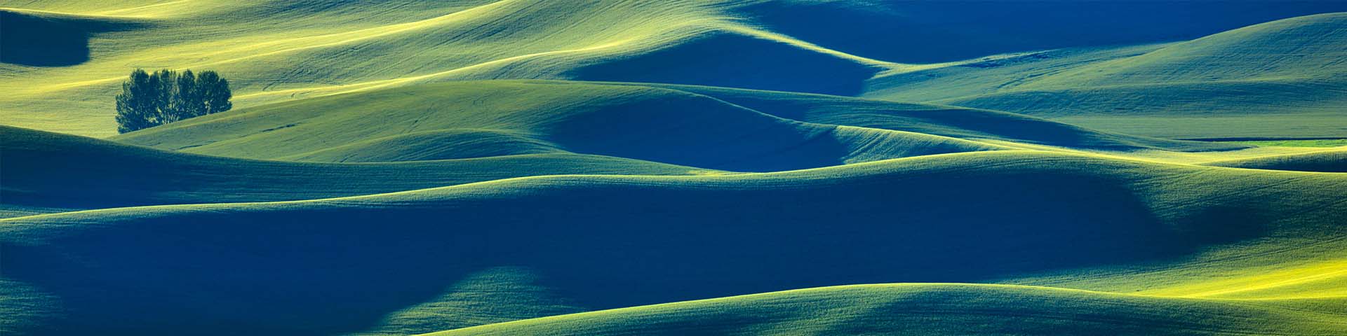 Vue en plongée des champs verts, Butte de Steptoe, Palouse, État de Washington, États-Unis.