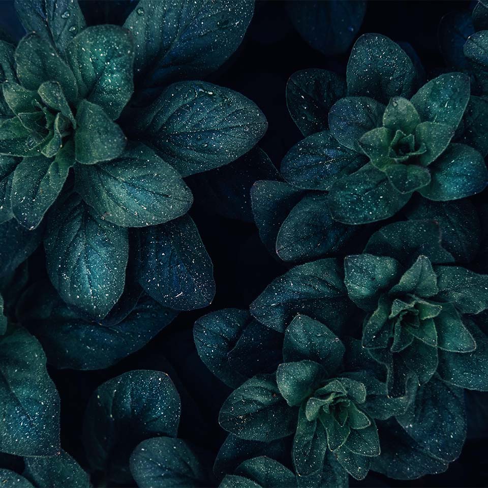 T99AWG – Minimalistischer Hintergrund mit blauen Blättern von oben. Florales Hintergrundkonzept. Nahaufnahme von Blütenblättern. Floristik-Hobby. Webbanner, Grußkartenidee