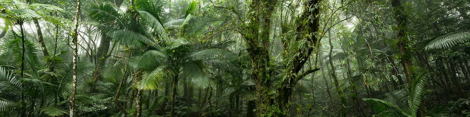 Grüne Dschungelszene aus dem Regenwald El Yunque auf der karibischen Insel Puerto Rico.