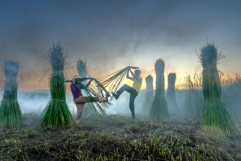 Phu Yen, Vietnam - 22 giugno 2025: gli agricoltori raccolgono le piante di carice per realizzare stuoie.