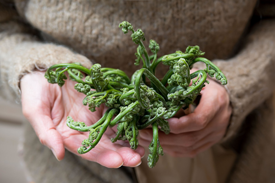Bracken fern in eco craft paper bag, in hands of elderly woman. Ingredient for cooking dishes. Close up, selective focus. Vegan concept. Sustainable