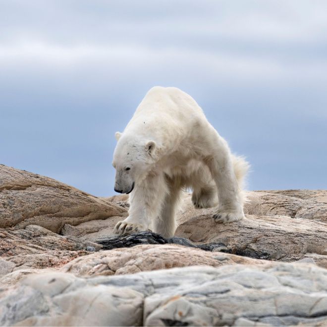 Lonely polar bear in summer time on Svalbard. 