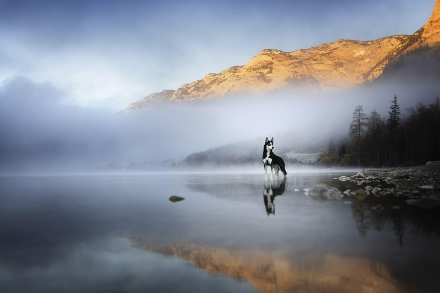 Siberian Husky standing on the edge of a misty lake