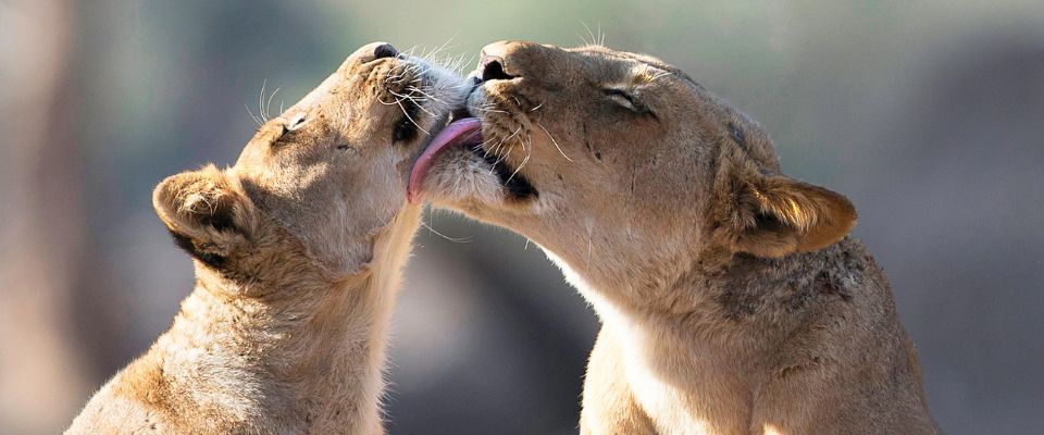 Lioness (Panthera leo) grooming cub, Mana Pools National Park, Zimbabwe