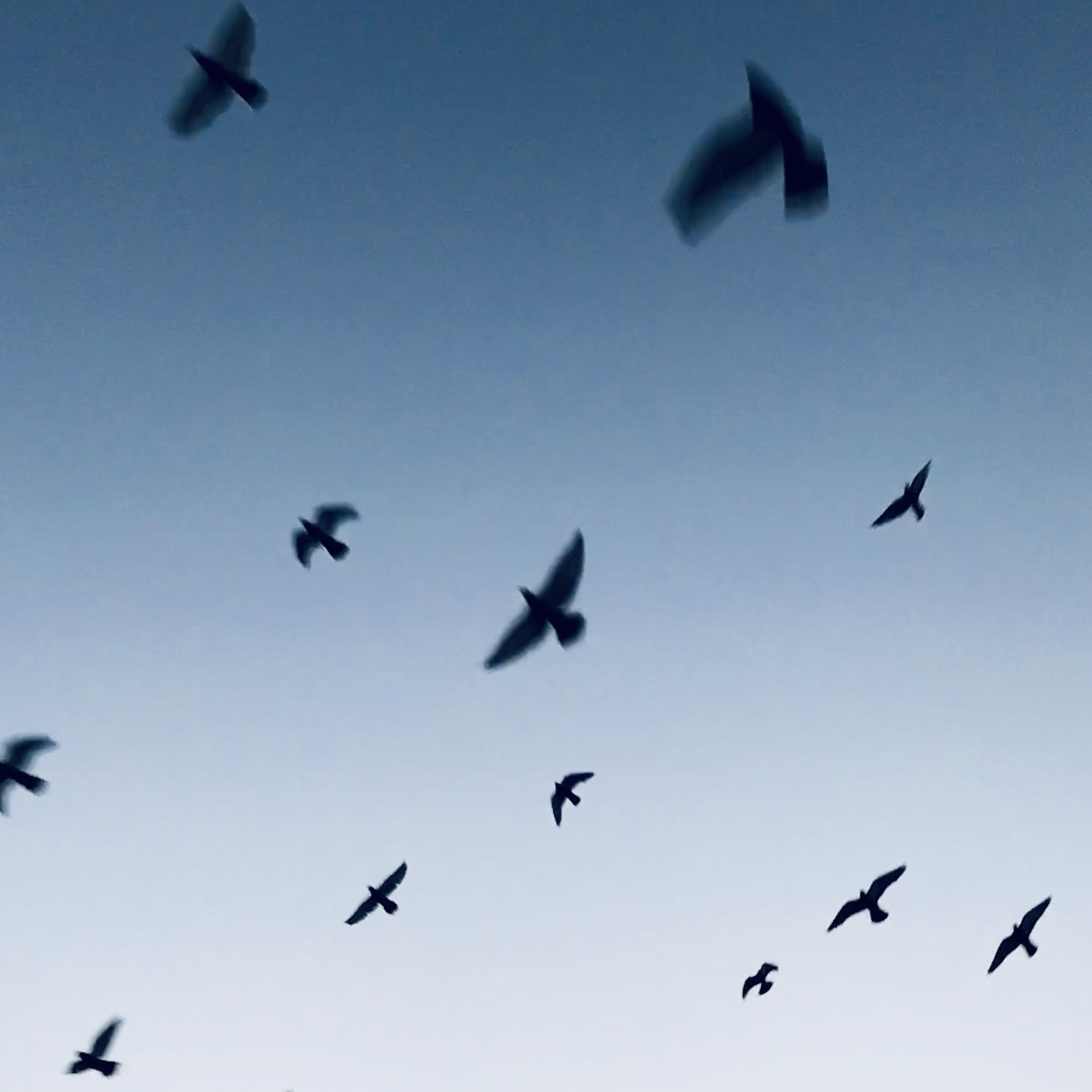 Pigeons flying in the blue sky