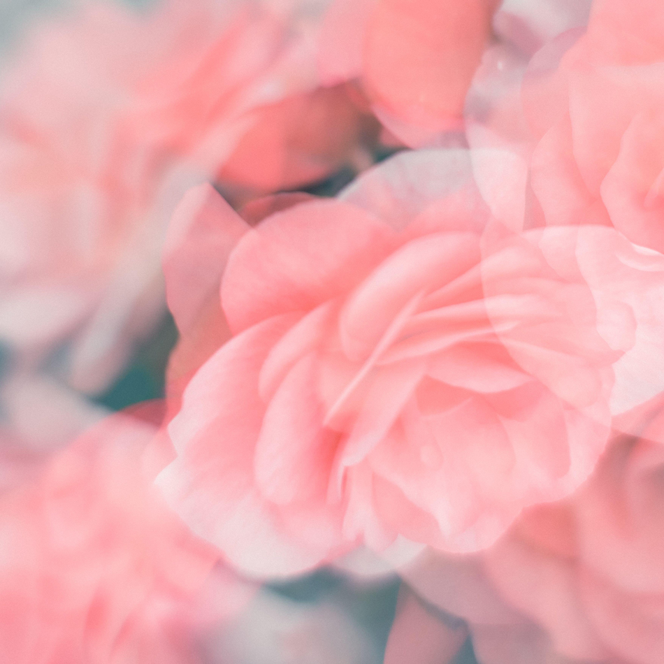 Multiple exposure of pink begonias blooming