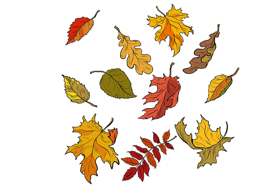 Autumn leaves of trees, seasonal fallen crown.