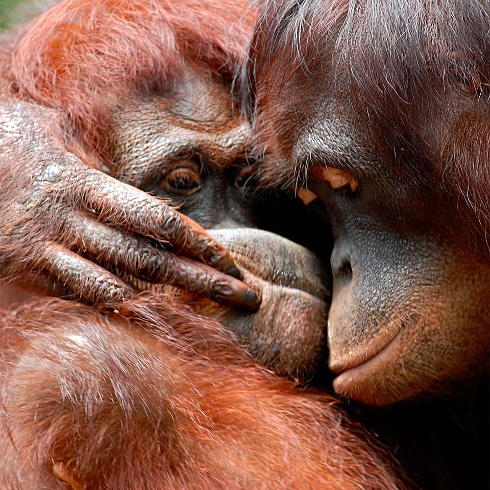 A8KGWY - Deux orangs-outans enlacés