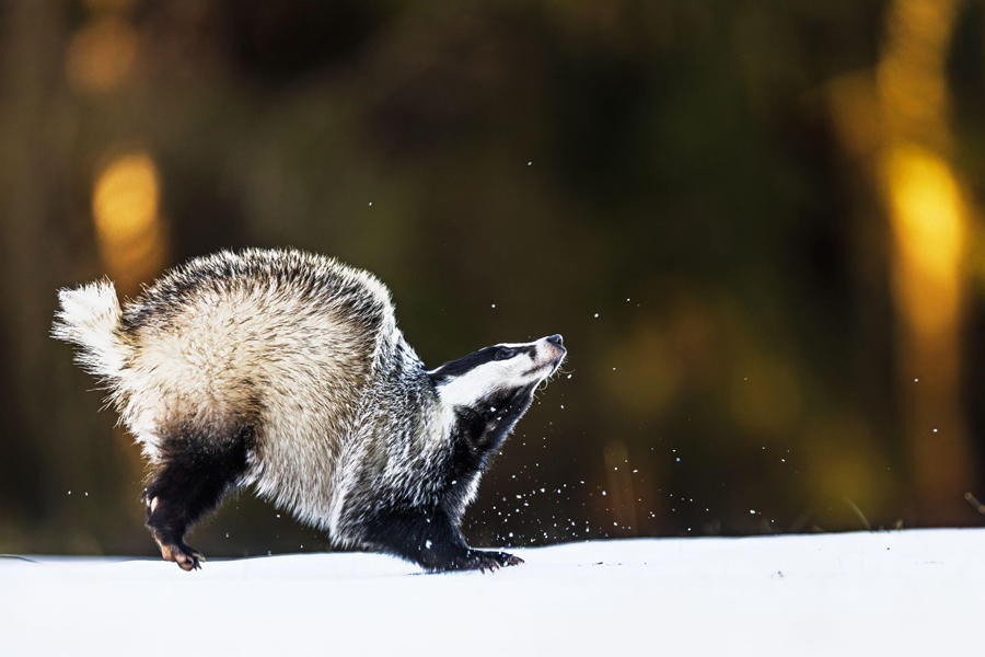 Tasso europeo antico (Meles meles) che gioca nella neve