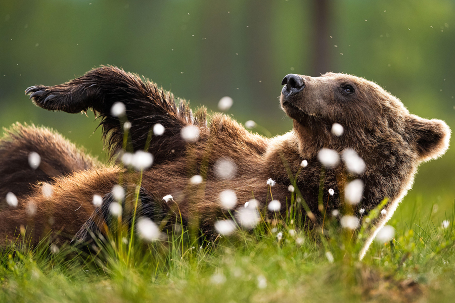 Brown bear resting in the evening in the middle of cotton grass, Finland.