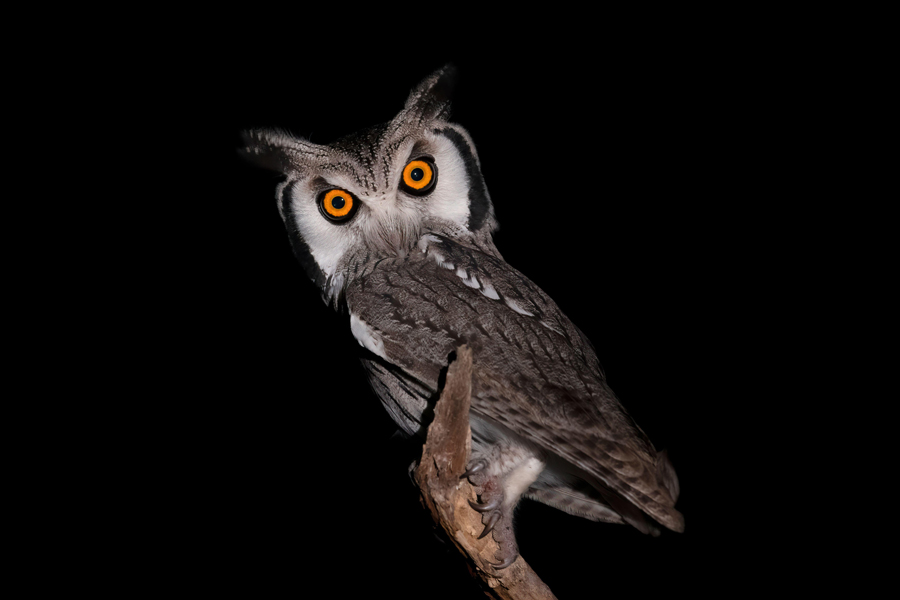 Chouette à face blanche du Nord