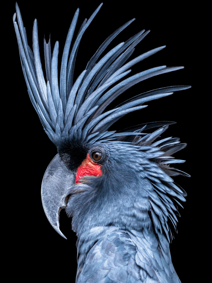 Portrait of a King Cockatoo, Indonesia